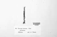 Ramaria gracilis image